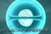 广州干细胞有用吗