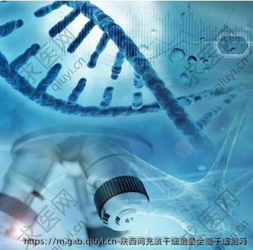 陕西间充质干细胞是全能干细胞吗