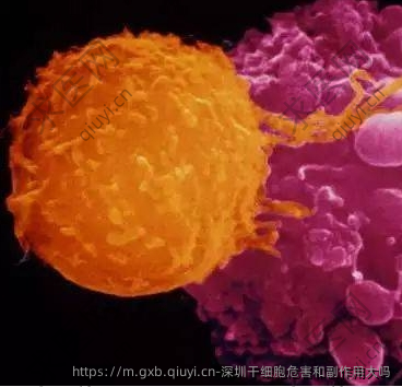 深圳干细胞危害和副作用大吗