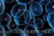 四川自体间充质干细胞