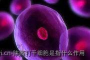 陕西打干细胞是指什么作用
