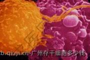 广州存干细胞多少钱