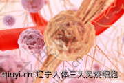 辽宁人体三大免疫细胞