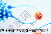 福州间充质干细胞和脂肪干细胞的区别