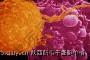 陕西脐带干细胞价格