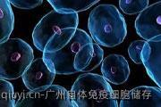 广州自体免疫细胞储存