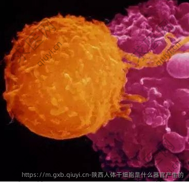 陕西人体干细胞是什么器官产生的