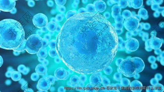 石家庄干细胞的副作用是什么原因