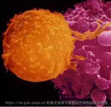 石家庄自体干细胞的作用和功效有哪些