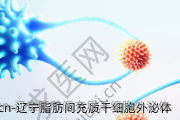 辽宁脂肪间充质干细胞外泌体