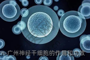 广州神经干细胞的作用和功效