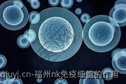 福州nk免疫细胞的作用