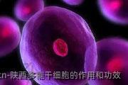 陕西多能干细胞的作用和功效