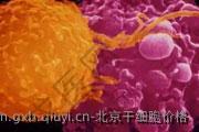 北京干细胞价格