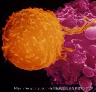 深圳免疫细胞储存的作用和功效