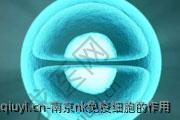 南京nk免疫细胞的作用