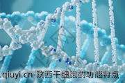 陕西干细胞的功能特点