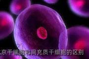 北京干细胞和间充质干细胞的区别