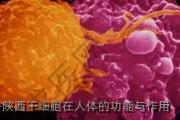 陕西干细胞在人体的功能与作用