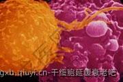 干细胞延缓衰老吧