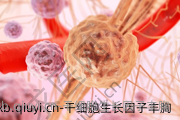 干细胞生长因子丰胸