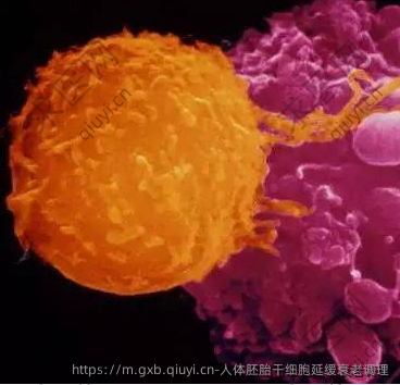 人体胚胎干细胞延缓衰老调理