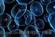 我脑梗可以打干细胞