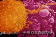 干细胞丰胸哪家好