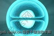 脂肪干细胞胶丰胸
