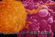 干细胞丰胸费用