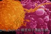 哪里有干细胞丰胸